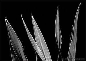 AB0016 Dancing Leaves